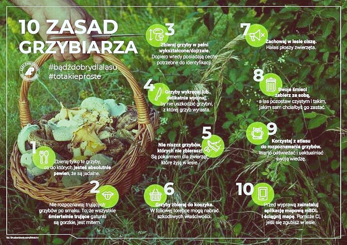 Grafika&#x20;ukazująca&#x20;zasady&#x20;bezpiecznego&#x20;grzybobrania