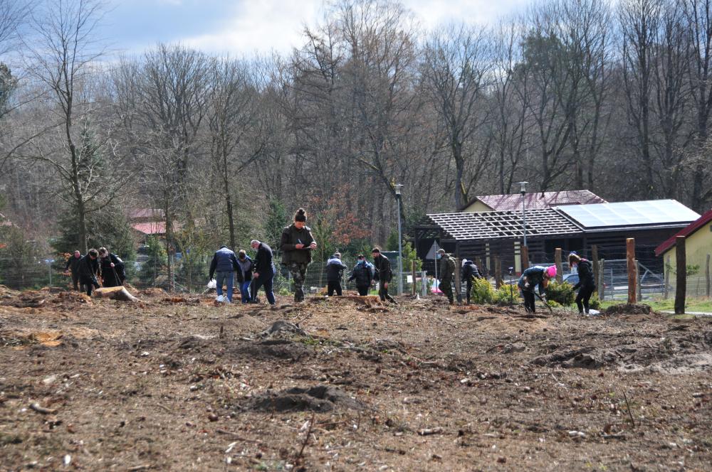 grupa&#x20;osób&#x20;sadzących&#x20;drzewka&#x20;na&#x20;powierzchni